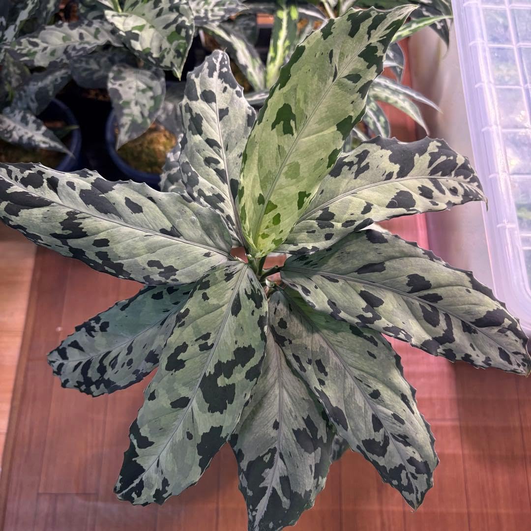 アグラオネマ ピクタム 芋A (MB-2024/IGN/LHT-X) Amazon.co.jp: アグラオネマ ピクタム 芋A MB-2024 IGN LHT-X : おもちゃ